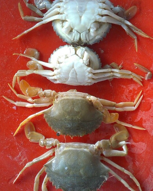 BABY CRAB FOR SALE