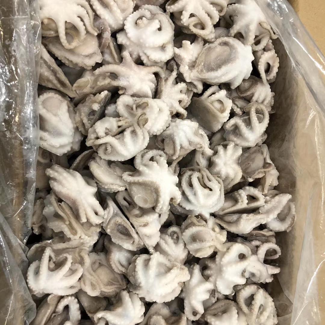 Frozen Iqf Baby Octopus