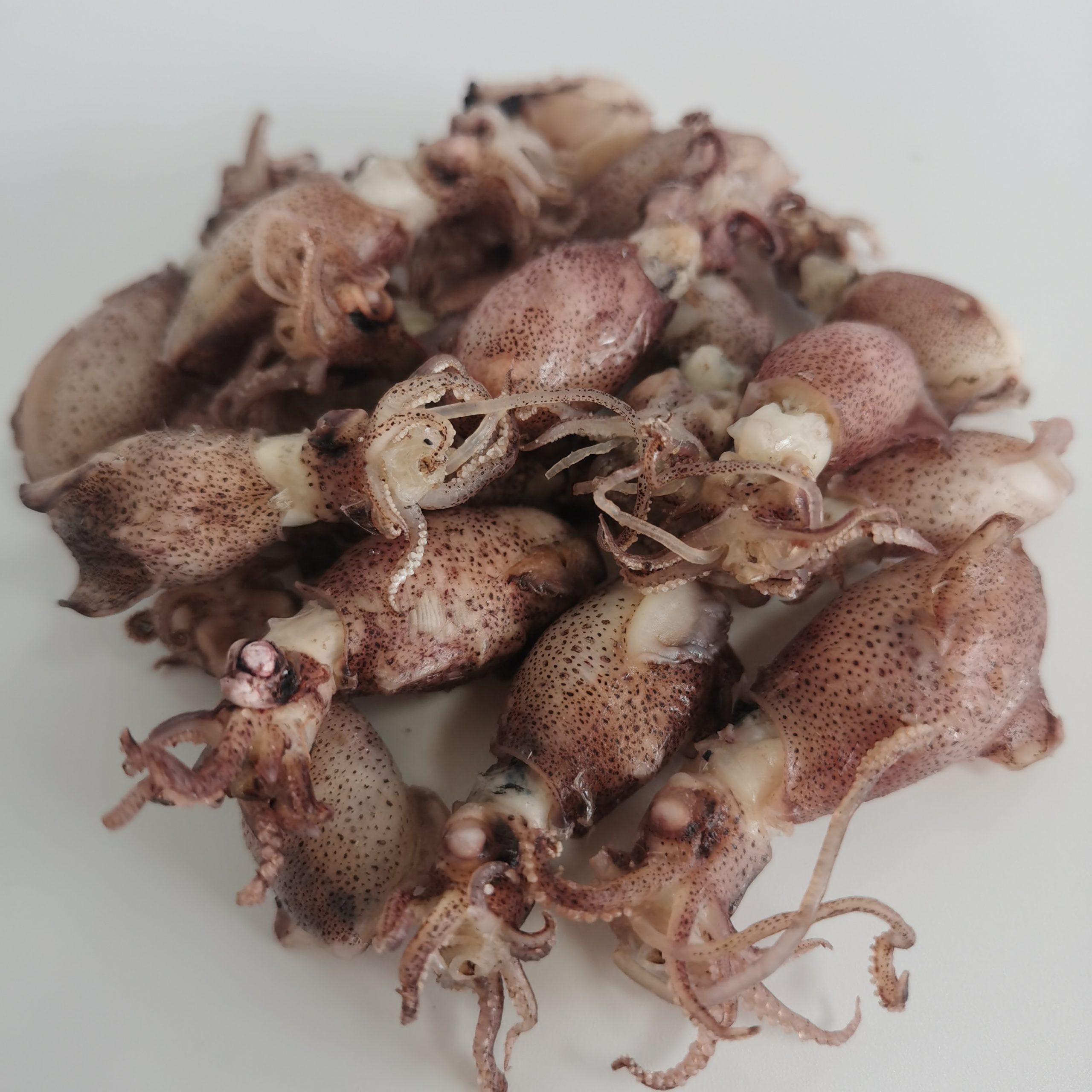Seafood dried baby cuttlefish