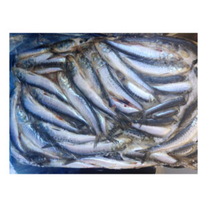 Frozen BQF Sardine