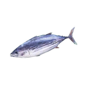 Frozen precooked skipjack red meat tuna loin