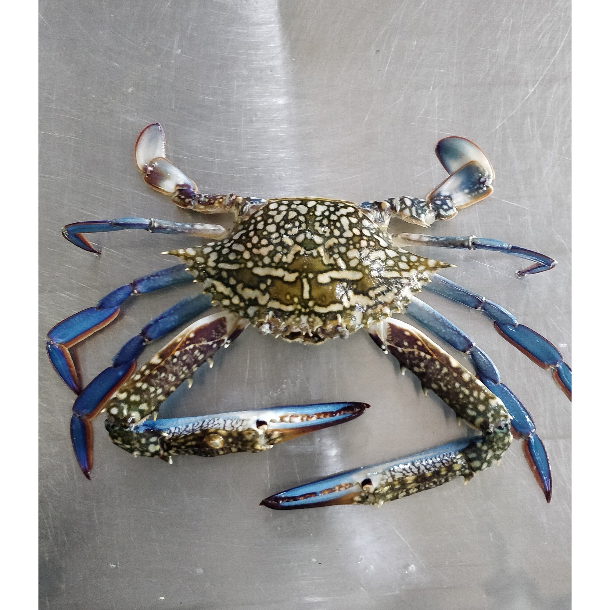 Frozen Blue swimming crabs