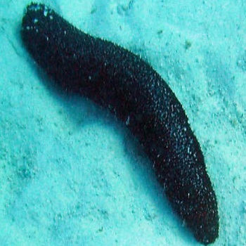 Sea Cucumber